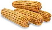 YellowCorn.jpg